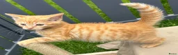 Mixed Breed cats for sale:  Gorgeous Tiger Pattern Mackerel Tabbies - Advert 9