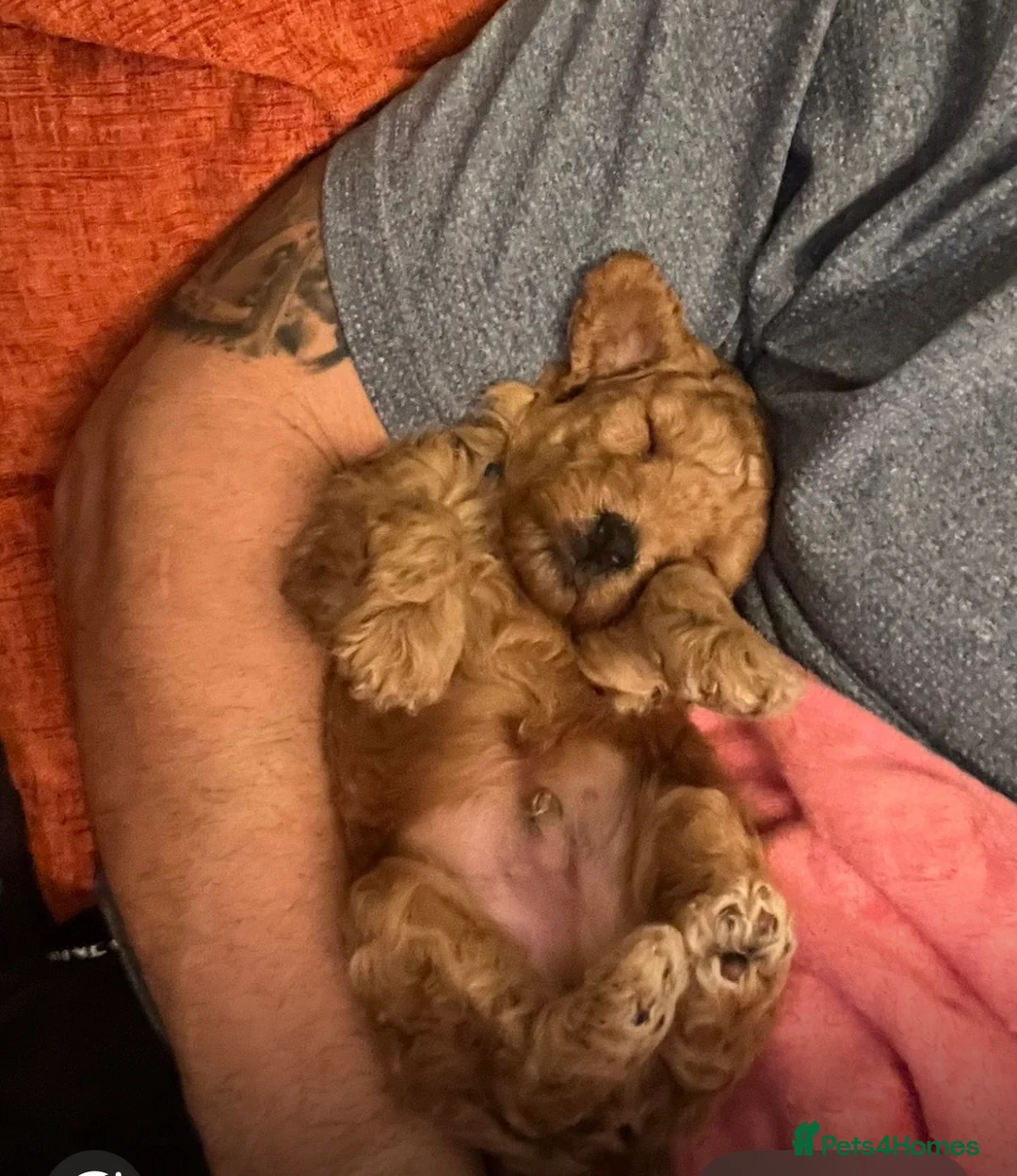 Toy Poodle dogs for sale: KC registered Toy Poodle puppies  - Advert 9