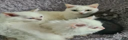Munchkin cats for sale: Colour pointed, Female munchkin - Advert 9