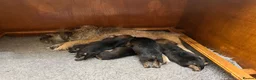 Border Terrier dogs for sale: 5 Border Terrier Puppies - Advert 2
