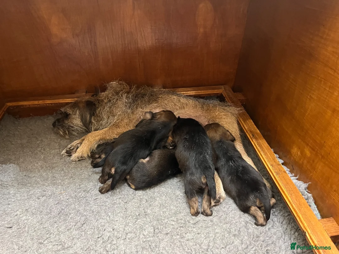 Border Terrier dogs for sale: 5 Border Terrier Puppies - Advert 2