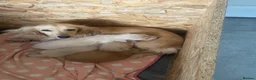 Miniature Dachshund dogs for sale: Longhaired Cream miniature dachshunds - Advert 5