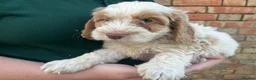 Cockapoo dogs for sale: Gorgeous PRA clear F1 Cockapoo puppies READY NOW - Advert 5