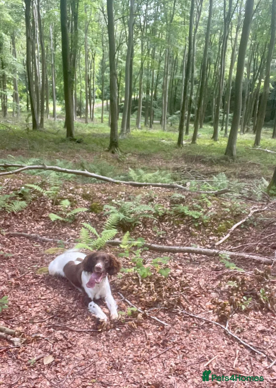 English Springer Spaniel dogs for stud: Hugo  - Advert 3