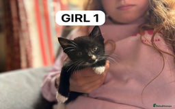 British Shorthair cats for sale: Friendly and beautiful kittens - ready now  - Image 7