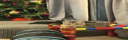 Scottish Fold cats for sale: Half Scottish Fold Boy  in Birmingham - Advert 8