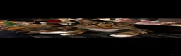Mixed Breed cats for sale: Kittens ready for there forever homes  - Advert 1