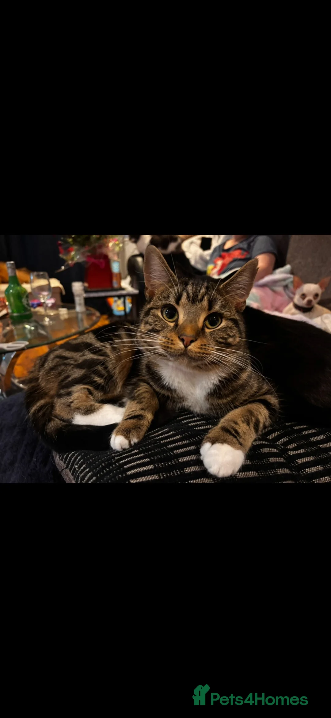 Mixed Breed cats for sale: Kittens ready for there forever homes  - Advert 1