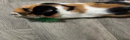 Mixed Breed cats for sale: Beautiful cat  - Advert 5