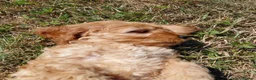 Cockapoo dogs for sale: Fluffy Cockalier-a-Poo Puppies – Ready Soon! - Advert 11