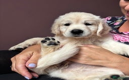 Golden Retriever dogs for sale: Stunning Pale Cream Fluffy Golden Retrievers - Image 17
