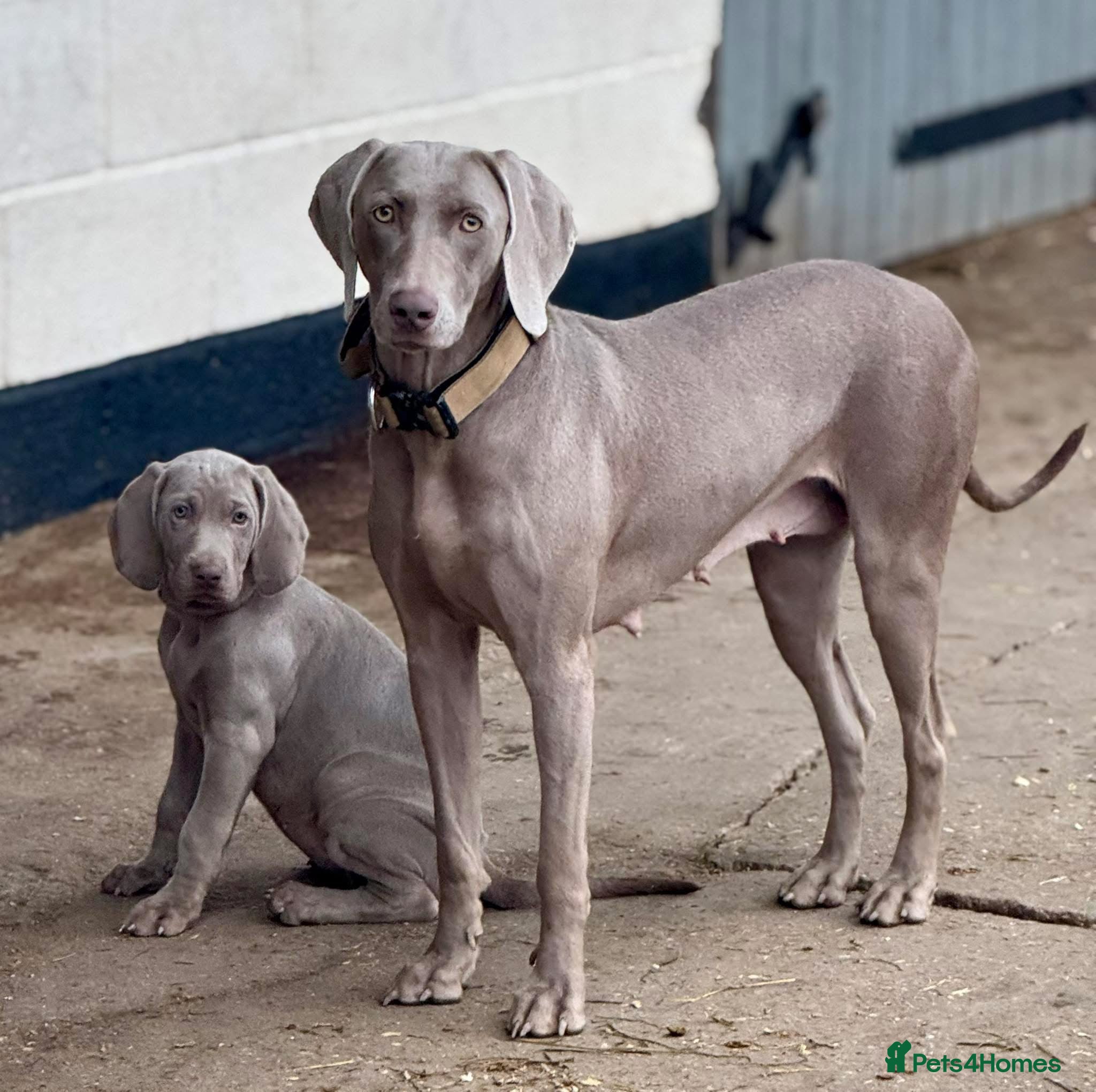 Weimaraner dogs 🐾✨STUNNING WEIMARANER PUPPIES ✨🐾 - Advert 3