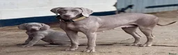 Weimaraner dogs for sale: 🐾✨STUNNING WEIMARANER PUPPIES ✨🐾 - Advert 1