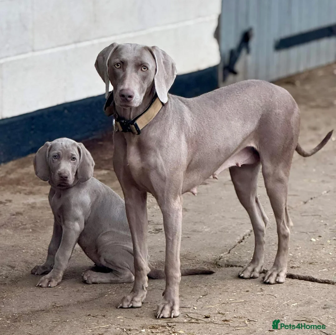 Weimaraner dogs for sale: 🐾✨STUNNING WEIMARANER PUPPIES ✨🐾 - Advert 1