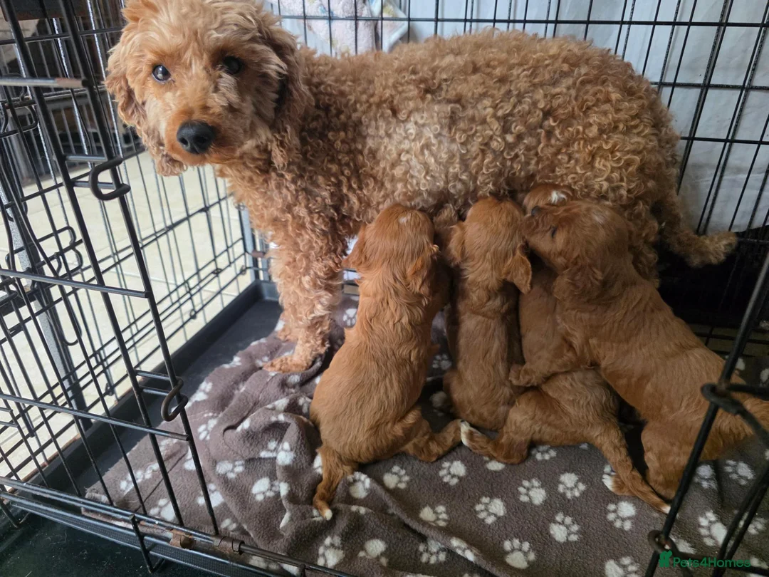 Cavapoo dogs for sale: F1 cavapoos  - Advert 21