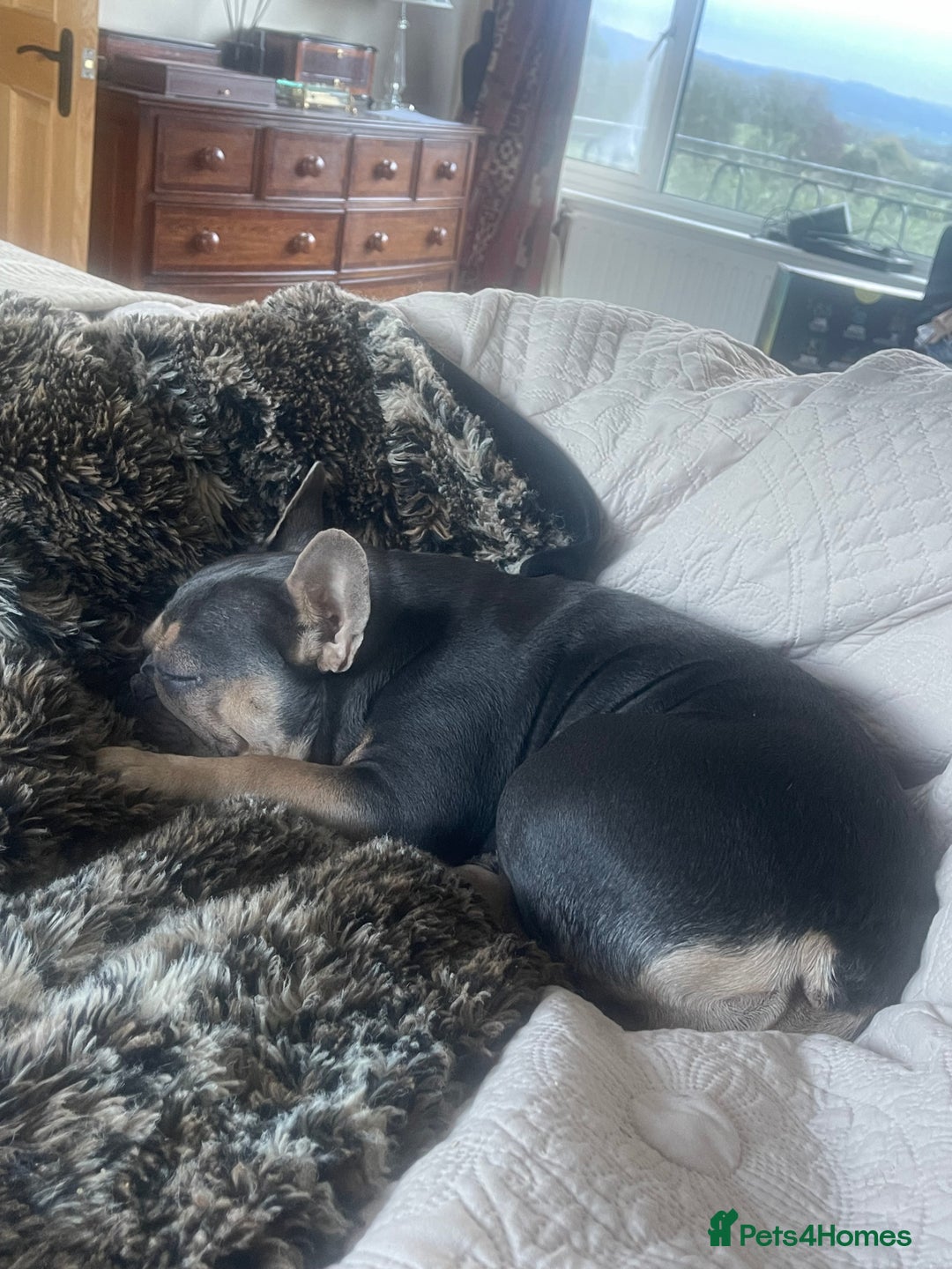 French Bulldog dogs for sale: Kallie  - Advert 7