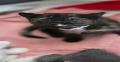 Ragdoll cats - Advert 12