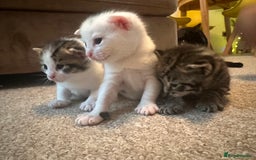 Bengal cats for sale: Kittens for sale- Ready soon 🐾 🩷💙 - Image 1