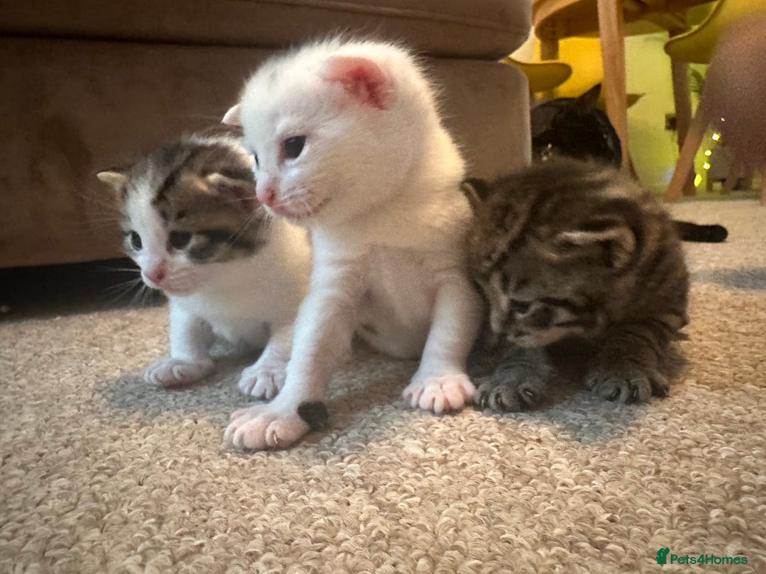 Bengal cats for sale: Kittens for sale- Ready soon 🐾 🩷💙 - Image 1
