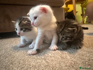 Bengal cats - Advert 33