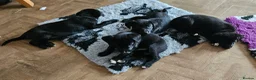 Mixed Breed dogs for sale: 1 yr old Collie x Labrador Bitch - Advert 5