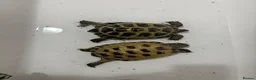 Tortoise reptiles for sale: 2 horse field tortoises looking for forever home  in Grantham - Advert 2