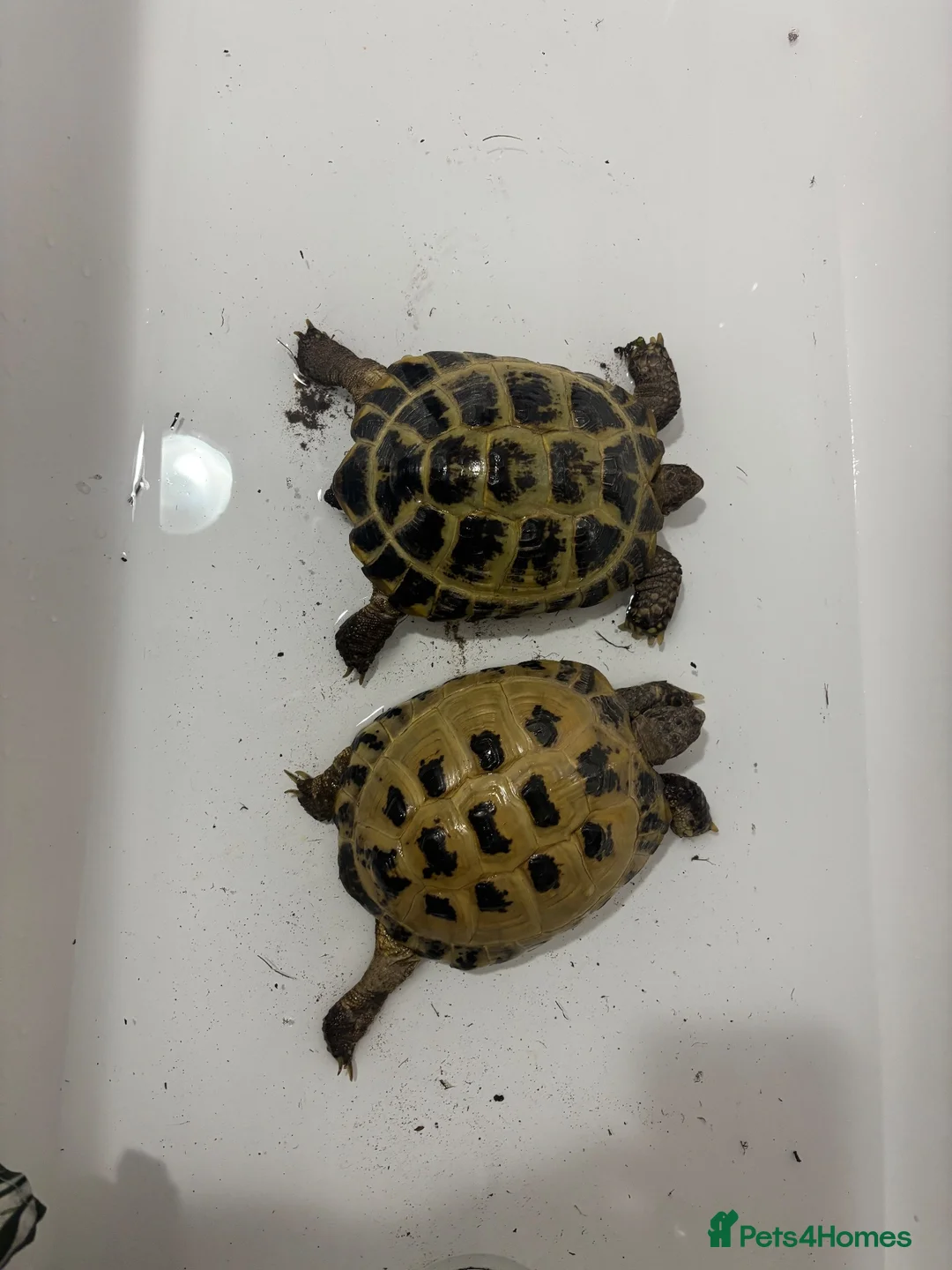 Tortoise reptiles for sale: 2 horse field tortoises looking for forever home  in Grantham - Advert 2