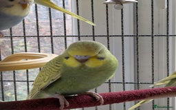 Budgerigars birds for sale: Beautiful baby budgies  - Image 8