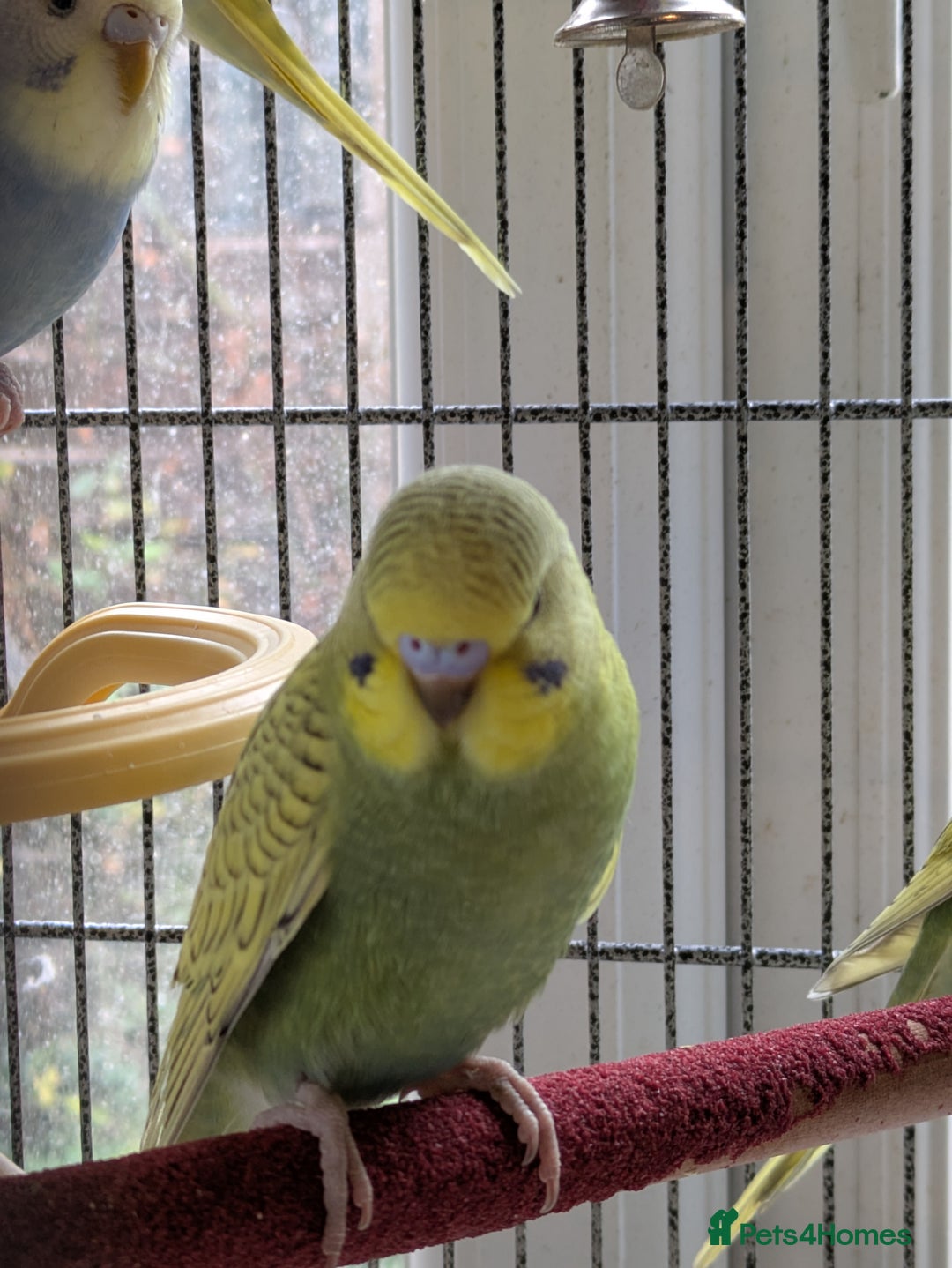 Budgerigars birds for sale: Beautiful baby budgies  - Image 8