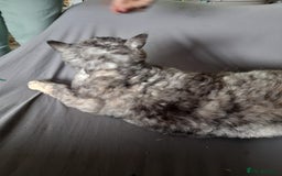 Selkirk Rex cats for sale: Tica reg  pedigree selkirk rex kittens ready now  - Advert 18