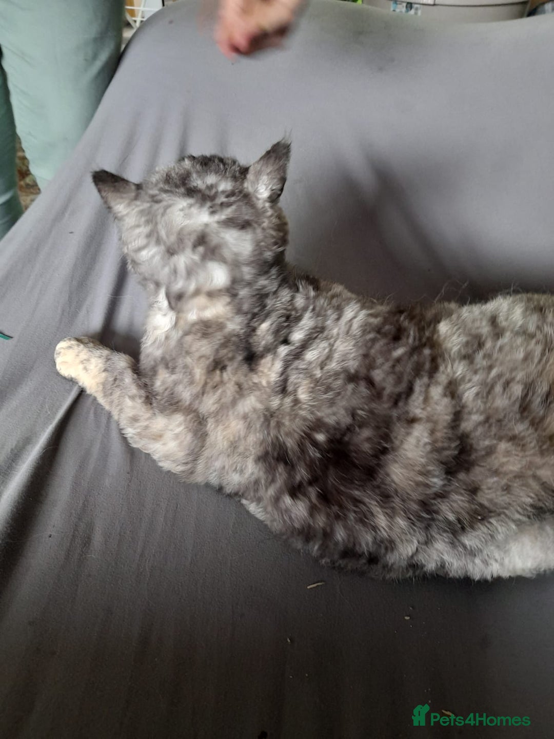 Selkirk Rex cats for sale: Tica reg  pedigree selkirk rex kittens ready now  - Advert 18