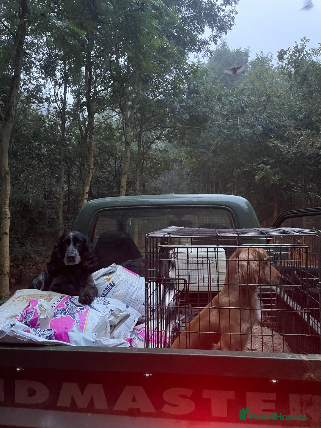 Cocker Spaniel dogs for sale: Working cocker Puppys  - Image 5