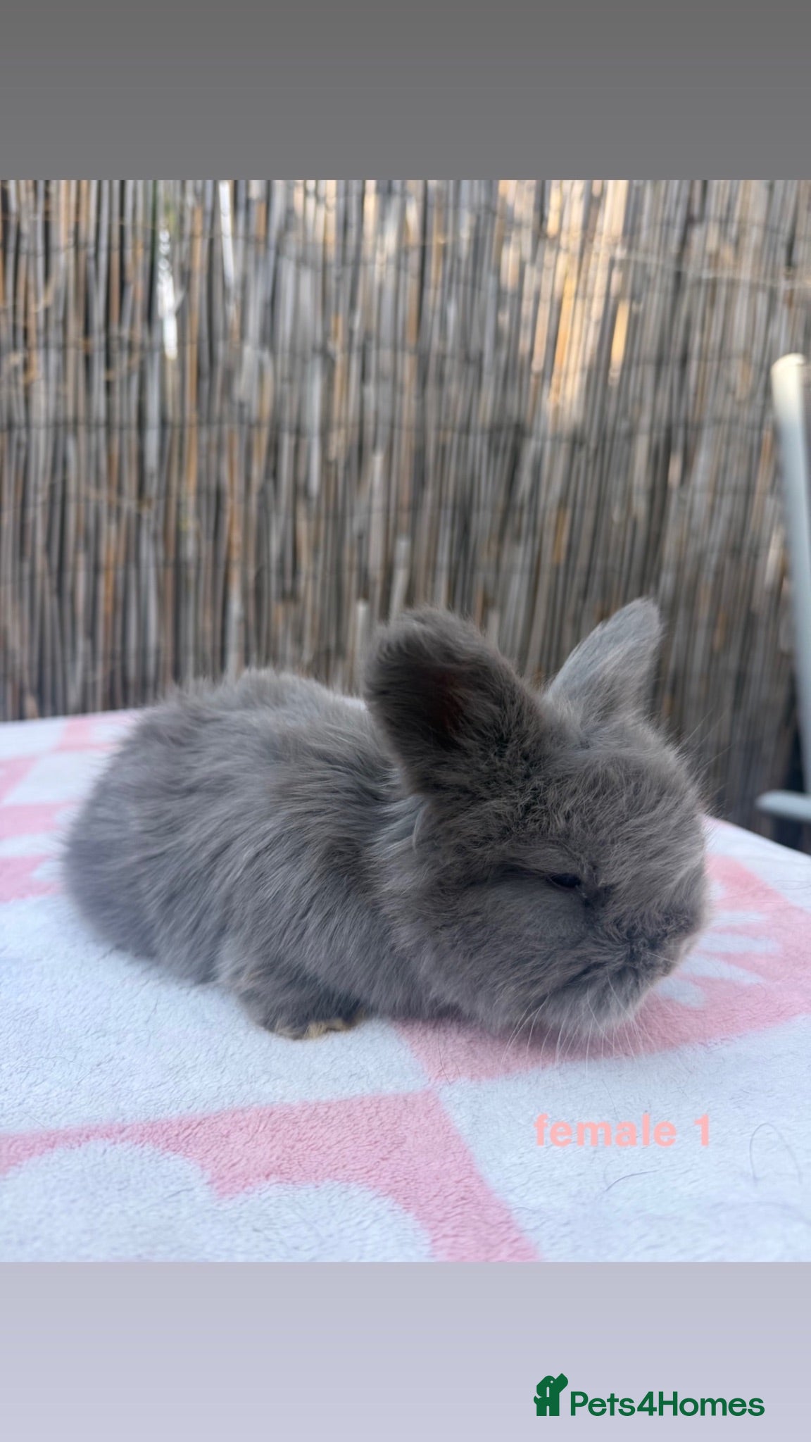 Angora rabbits pedigree english angoras  - Advert 1