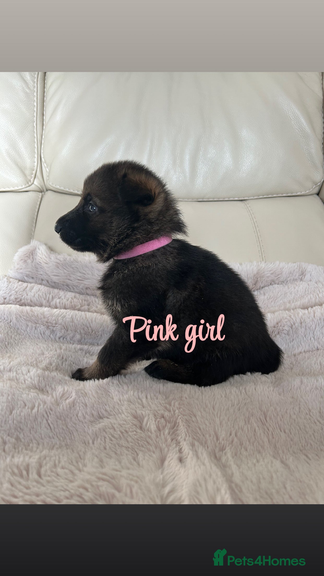 German Shepherd dogs Kc reg German shepherd puppy  - Advert 1