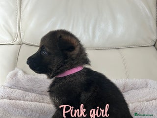 German Shepherd dogs Kc reg German shepherd puppy - Advert 3