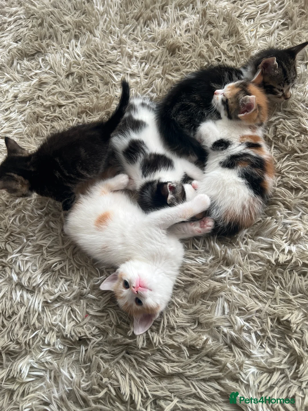 American Shorthair cats for sale: Friendly cats!! 3 black/white/brown cats - Advert 9