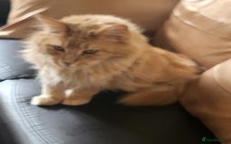 Maine Coon cats for sale: Ginger Stripped Male Maincoon - Image 3