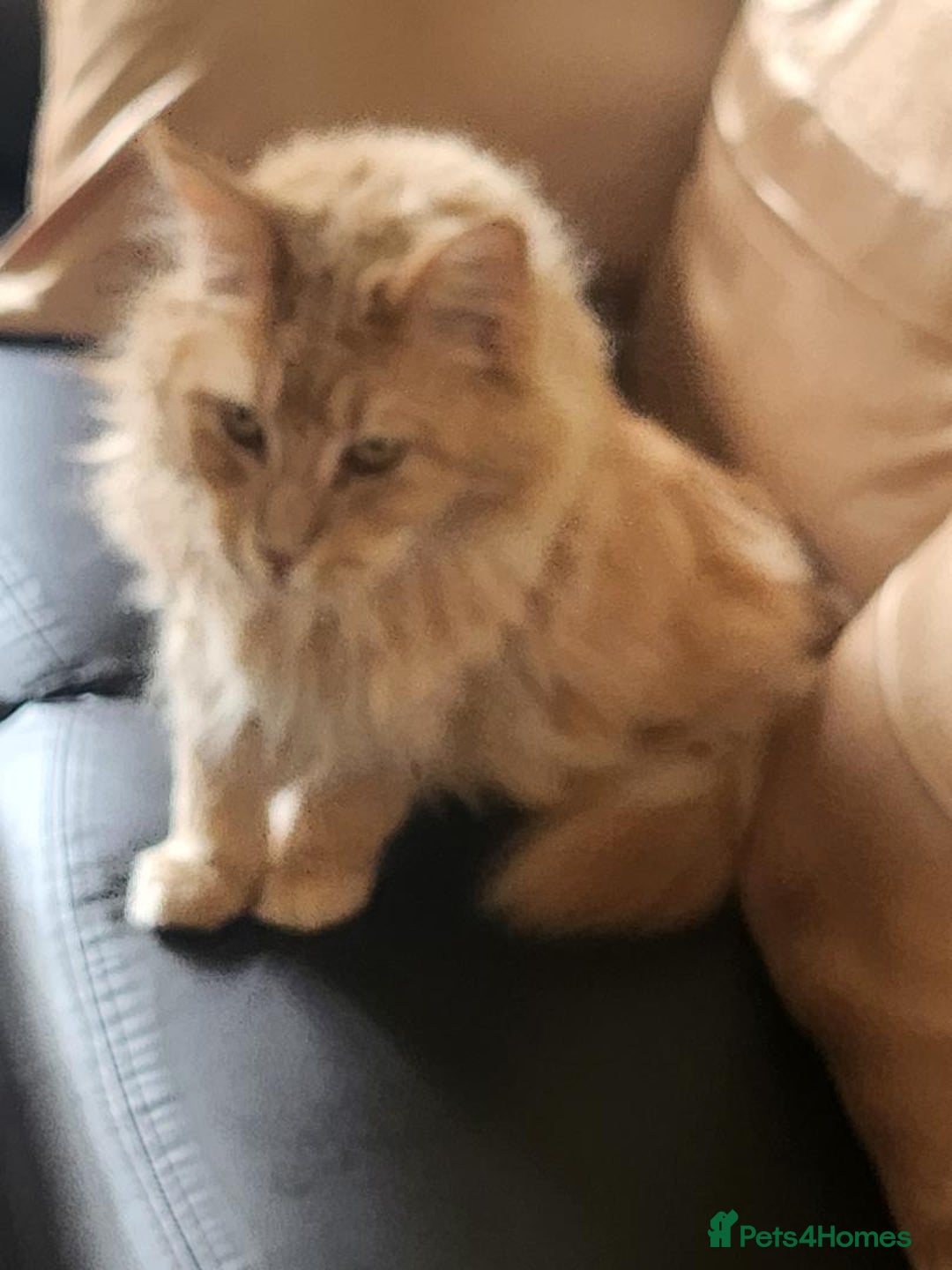 Maine Coon cats for sale: Ginger Stripped Male Maincoon - Image 3