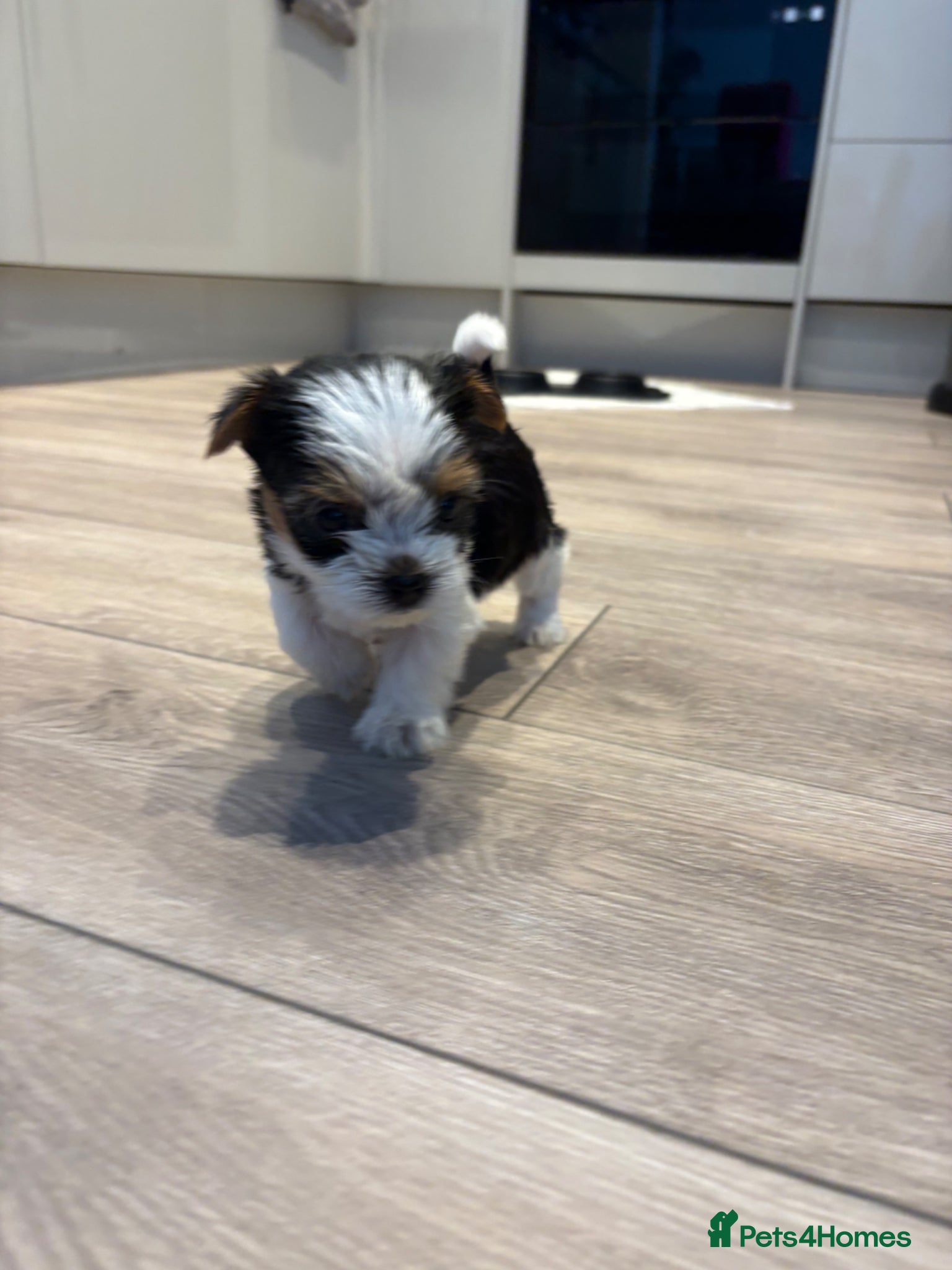 Biewer Terrier dogs  Last very tiny girl, pure breed Biewer Terriers - Advert 6