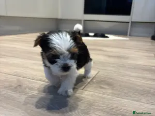 Biewer Terrier dogs Last very tiny girl, pure breed Biewer Terriers - Advert 6