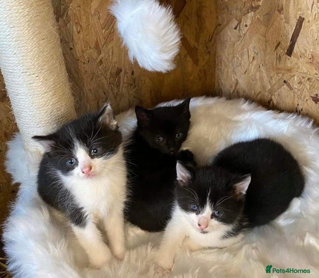 Ragdoll cats for sale: RagDoll X Kittens  - Image 1