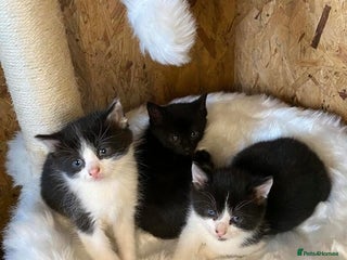 Ragdoll cats for sale - Advert 1