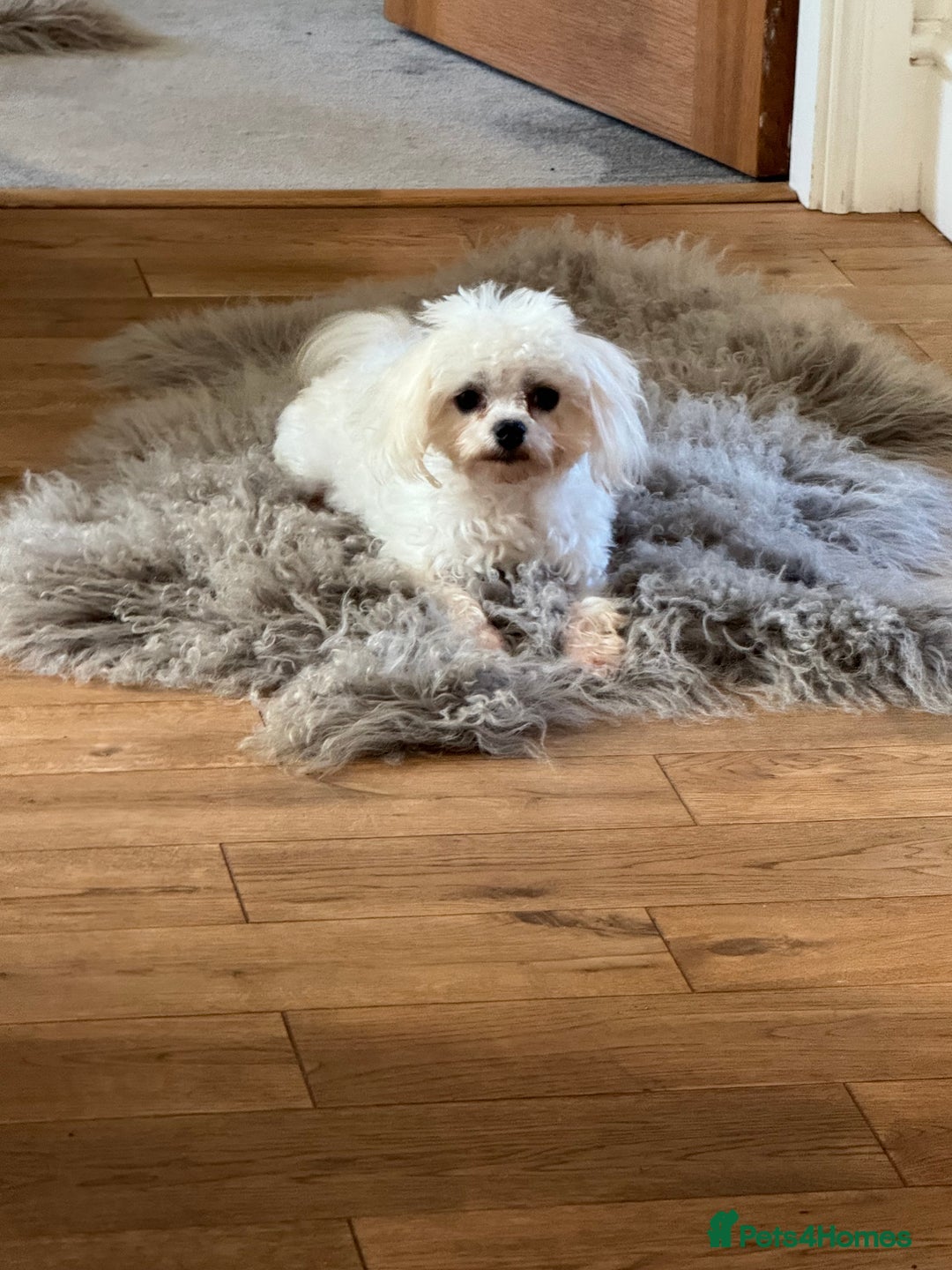 Maltipoo dogs for sale: ONLY 1 Exceptional korean maltipoo left - Image 4