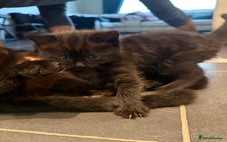Mixed Breed cats for sale: Fluffy kitten looking for there home - Image 1