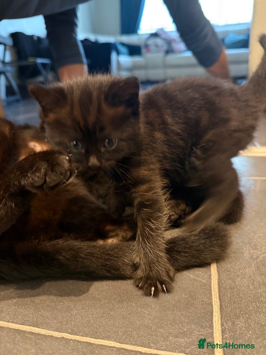 Mixed Breed cats for sale: Fluffy kitten looking for there home - Image 1