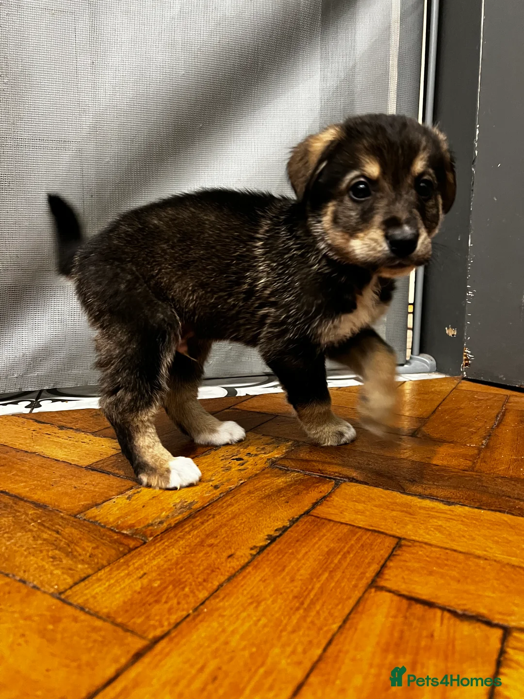 Mixed Breed dogs for sale: Bernese X Huskydor Pups - Advert 39