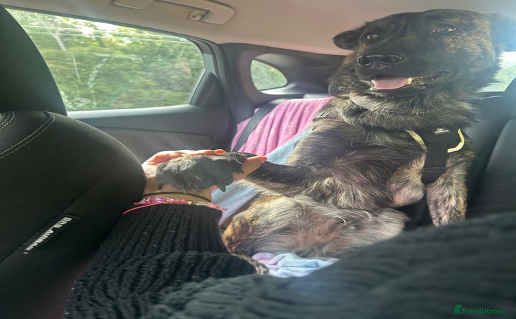 Belgian Shepherd Dog dogs - Advert 1