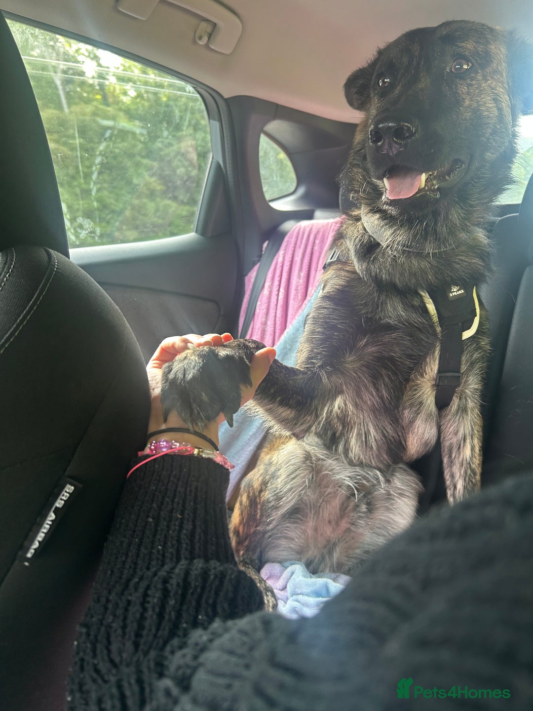 Belgian Shepherd Dog dogs for sale: Rehoming our pup Milo  - Image 1