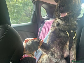 Belgian Shepherd Dog dogs - Advert 1