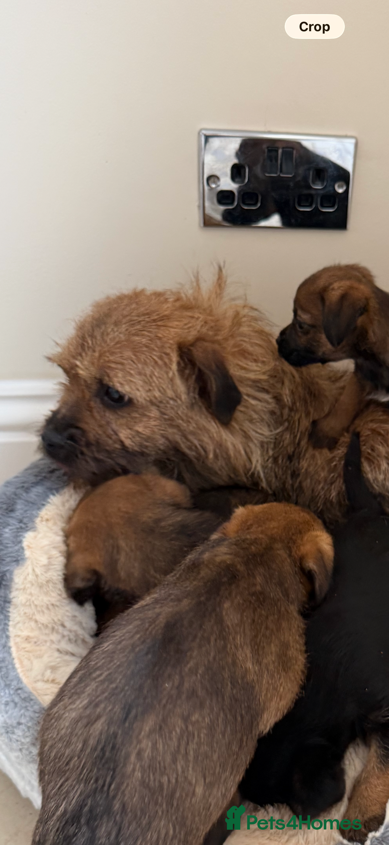Border Terrier dogs Kc reg, Beautiful border terrier Puppys  - Advert 1